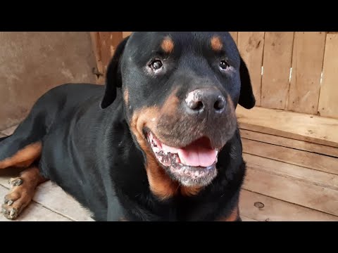 #KATHAN MASCUL DE ROTTWEILER LA 4 ANI FOARTE CREDINCIOS SI ASCULTATOR , UN CAINE CE M-A FACUT MANDRU