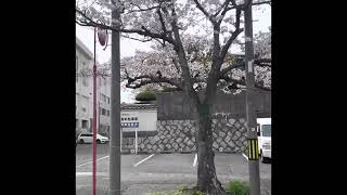 【下関市】奥小路通りの桜