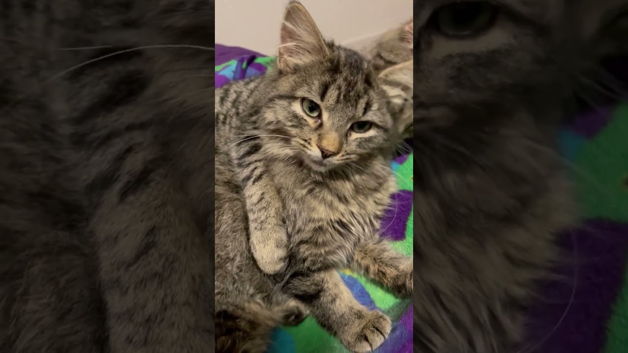 Enlarge Thomas, a Adoptable Domestic Short Hair in Pickering, ON video 5/6