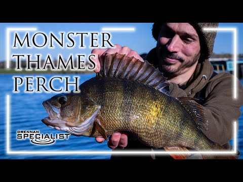Monster Thames Perch | Daniel Woolcott | Perch Fishing