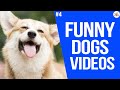Get ready for LAUGHING SUPER HARD - Best FUNNY DOG videos