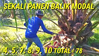 Download lagu Super superior low-maintenance oil palm harvest with lots of super fruit, very profitable harvest mp3 Download lagu Super superior low-maintenance oil palm harvest with lots of super fruit, very profitable harvest mp3