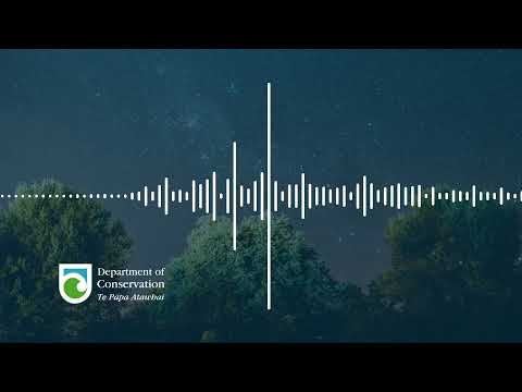 1 Hour New Zealand Forest at Night Ambience | Study, work, relax, immerse yourself in nature