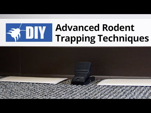  Advanced Rodent Trapping Techniques Techniques | Rodent Control Tips Video 