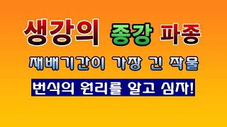 [텃밭농부 161]  생강의 종강을 파종하는 방법. 번식의 원리를 알고 심자! #생강재배