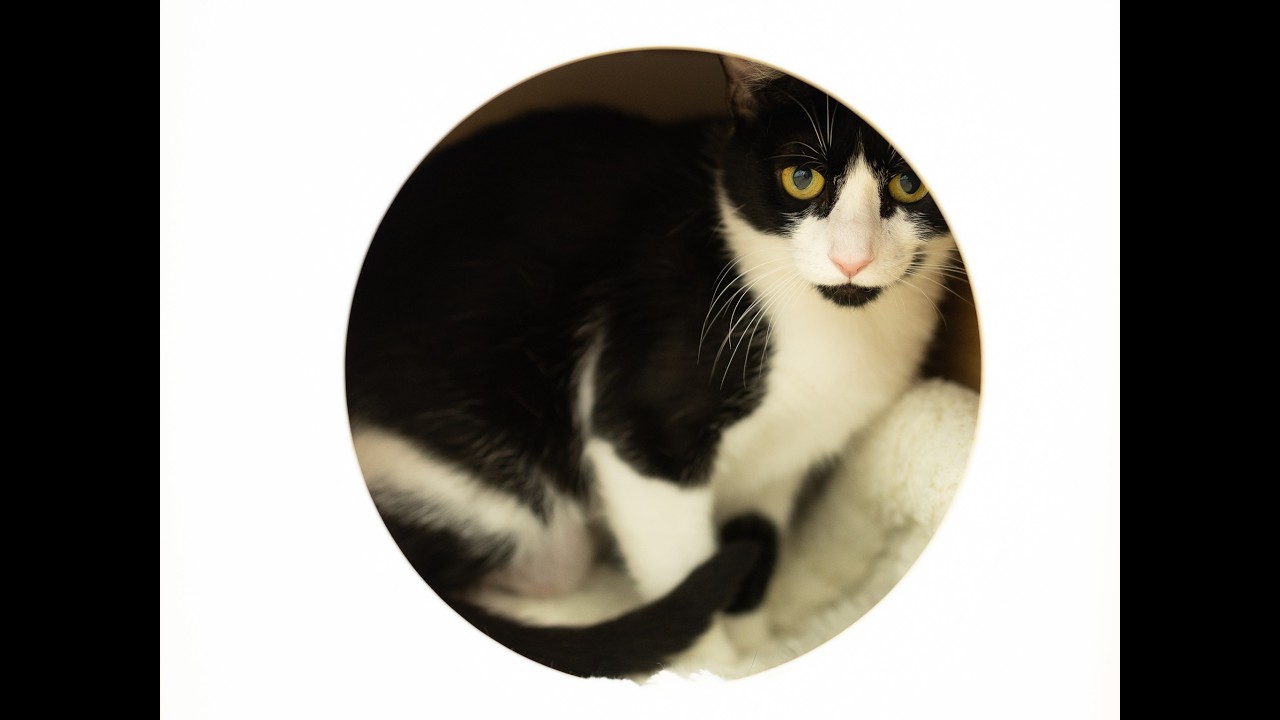 Columbia, a ADOPTABLE mixed breed in Republic, WA video 6/6