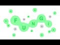 Vídeo de jugabilidad de Fungi  PC