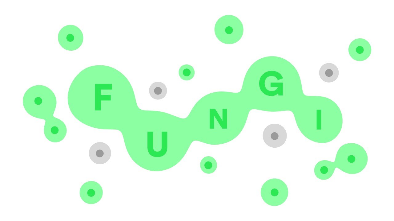 Vídeo de jugabilidad de Fungi  PC