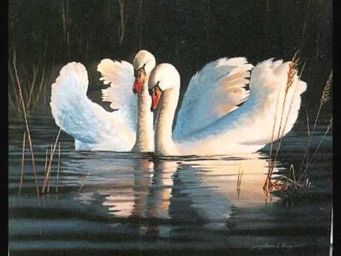 Powl Ameerali - Safri.