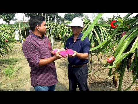 ড্রাগন ফল( Dragon Fruit)- এক একটা ফলের ওজন প্রায় এক কেজি