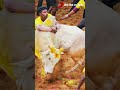 Jallikattu Whatsapp Status Tamil Jallikattu Mass Whatsapp Status Tamil Jallikattu Status
