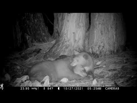 Bear Cubs Take a Nap Following Early Morning Feed From Mother