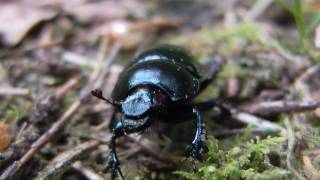 preview picture of video 'Nature Proche - Macro natuur - Macro Natur - Macro Nature'