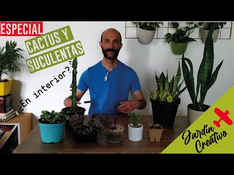 , title : 'Cactus y suculentas para el interior de tu casa o departamento? (Tips 2020)'