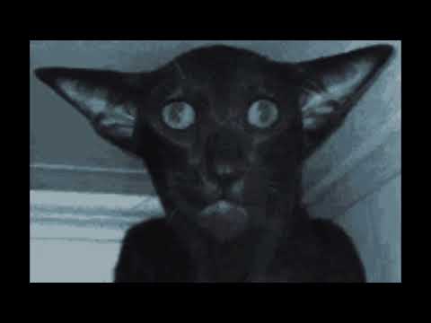 I slowed down a meow....