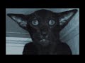 I Slowed Down A Meow