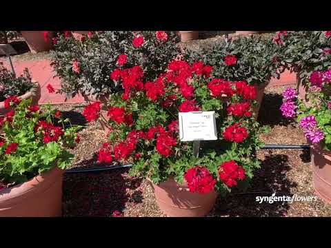 Ivy League Ivy Geranium | CSU Trial Garden