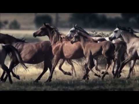 Po nabrezi konik bezi -  Oliver TV