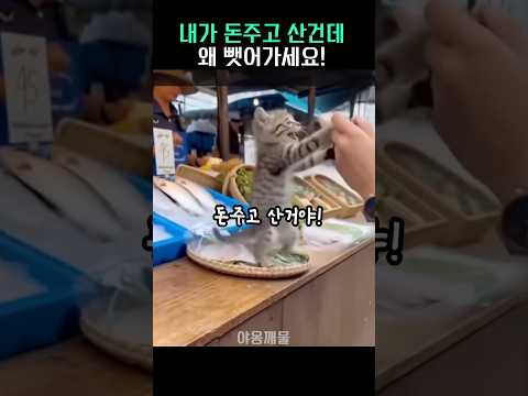 내돈내산 생선 빼앗기자 드러눕는 냥이 #고양이 #힐링동물 #웃긴고양이 #cat - by 스포츠중계 올킬티비