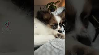 Papillon puppy before and after, sleeping