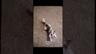 Video preview image #1 Mutt Puppy For Sale in Grafton, WI, USA