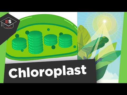 Chloroplast - Chloroplast structure and function - Photosynthesis - Chloroplasts explained simply!