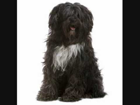 Akbash Dog