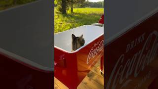 Retro Coca Cola 80qt Cooler with Lomein the Cat 