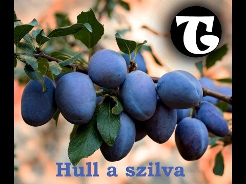 Tropson - Hull a szilva (Remix)(Official) EDM