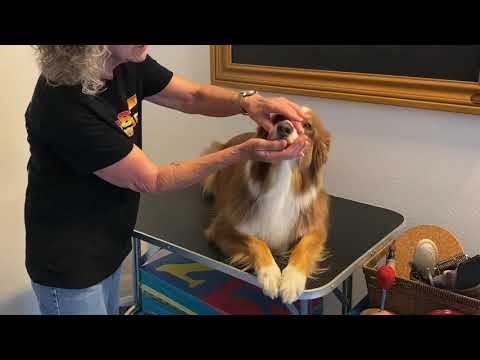 CCC Level 1 — Dale & Whisper