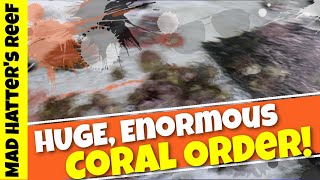 HUGE, Enormous Coral Order