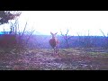 HEART SHOT CAUGHT ON TRAIL CAMERA! (Rifle Deer Hunting)