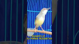 Download lagu ciblek isian cucak jenggot #cucakjenggot #ciblek #tembakanistimewa mp3