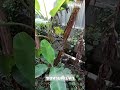 หวยดี