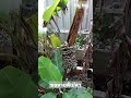 หวยดี