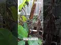 หวยดี