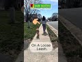 Play Video: Leash Walking