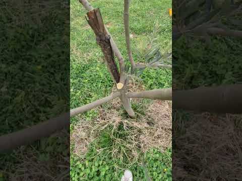 Rezidba maslina - popravljanje uzgojnog oblika mlade masline (Primjer1)