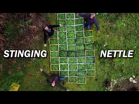Harvesting a Massive Patch of Stinging Nettles then Drying it for Tea!
