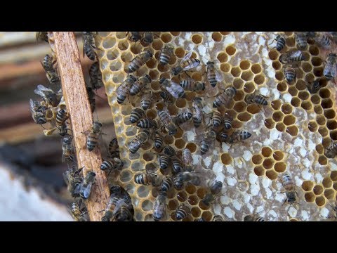Abelhas estão morrendo em massa. Saiba os impactos para a vida humana