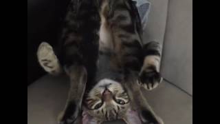 Air biscuits while upside down