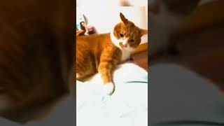 Download lagu story wa kucing lucu #short mp3