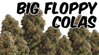 OG Kush from Seed Ep.7 HARVEST TIME of LARGE COLAS under Mars Hydro TSL2000