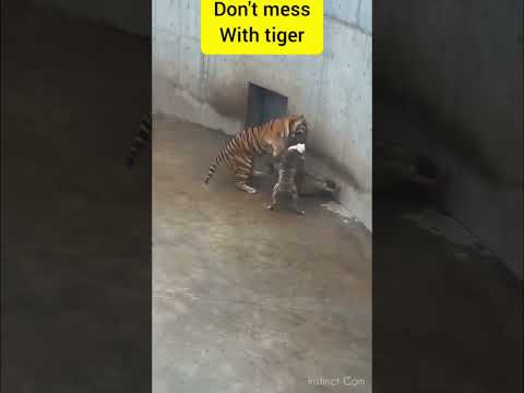 don't mess with 🐯 #tiger #wildernesssurvival