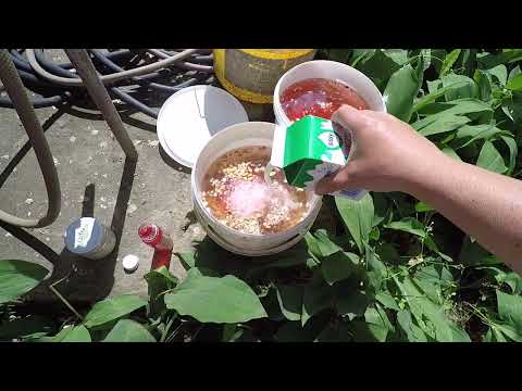 VILÁGBAJNOK Erjesztett CSALI, ÉS ETETŐANYAG KÉSZÍTÉSE....FHD