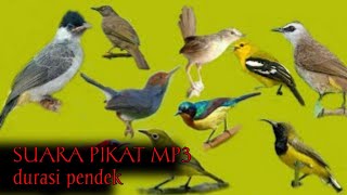 Download lagu Suara pikat burung kombinasi burung kecil terampuh 2022 mp3 Download lagu Suara pikat burung kombinasi burung kecil terampuh 2022 mp3