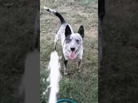 Dog For Adoption Marty An Australian Cattle Dog Blue Heeler