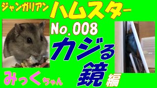 ハムスター カジる 鏡編