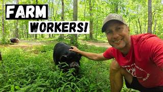 Putting Our Animals to Work on the Farm!