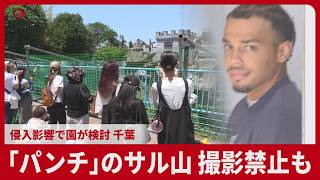 「パンチ」のサル山 撮影禁止も 侵入影響で園が検討、千葉